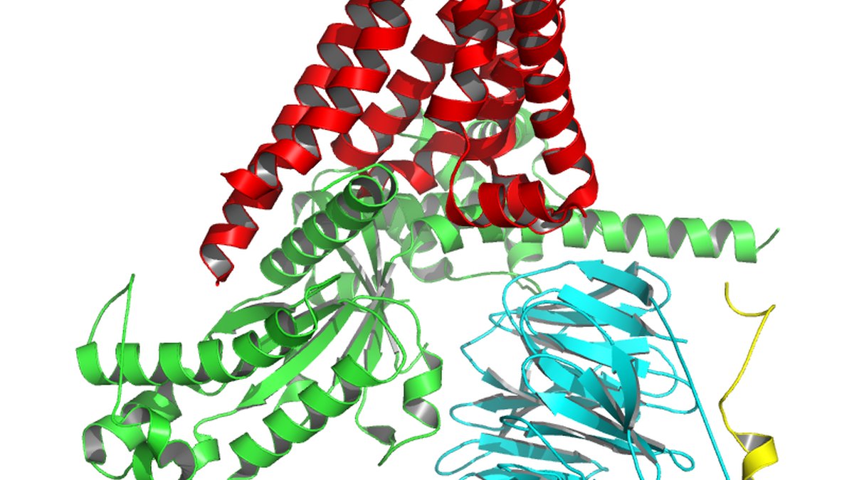 A membrane receptor bound to its intracellular G-protein signalling complex — the machinery a multi-receptor agonist peptide engages at each receptor it hits, a Panacea Bio Chem explainer by Bogdan Dicoias
