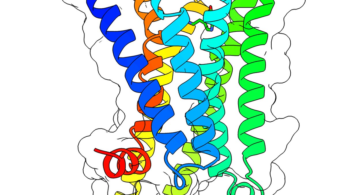 A ribbon model of a membrane receptor of the kind a multi-receptor agonist peptide switches on — a poly-agonism explainer by Panacea Bio Chem and Bogdan Dicoias